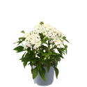 Afbeelding van EJ Pentas P19 White